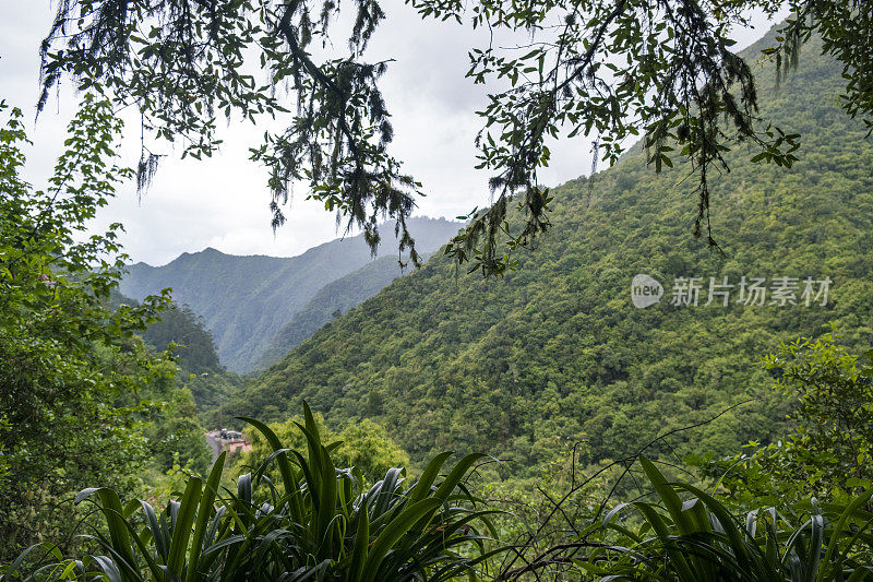 森林景观沿Vereda dos Balc?es在马德拉岛山脉的Ribeiro Frio